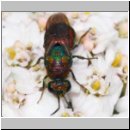 z Parasit des Bienenwolf - Hedychrum rutilans - Goldwespe 04c.jpg